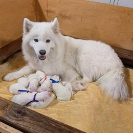 Boy 2 - White male Samoyed puppy in Effingham, Illinois from The Office Pups