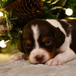 Jovie - Liver white and orange female Brittany puppy in Hollidaysburg, Pennsylvania from Royal Flush Farms