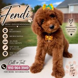Fendi - Apricot female Goldendoodle puppy in Spring Lake, North Carolina from Pawriffic Pups