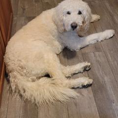 Rooster - Labradoodle