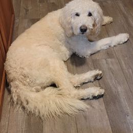 Rooster - Labradoodle