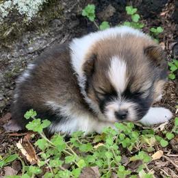 Girl 1 - Chocolate parti female Pomeranian puppy in Gadsden, Alabama from Rich Cat’s