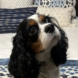 Cavalier King Charles Spaniels from Creekside Cavaliers