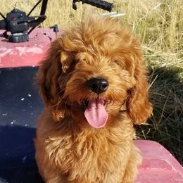 Goldendoodles from Willow Tree Bearded Retrievers
