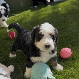Bernedoodle Puppies from SoCal Bernedoodles