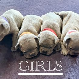 French Bulldog and Goldendoodle Puppies from French Valley Miniature Goldendoodles & French Bulldogs