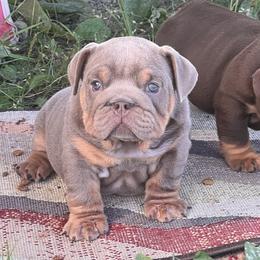 Bulldog and Olde English Bulldogge Puppies from Little Bit of Heaven Kennel