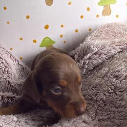 Reese - Chocolate and tan male Dachshund puppy in Wytheville, Virginia from Dippin’ Dachs Mini Dachshunds