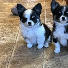 Chihuahua Puppies from Rossmoyne Chihuahuas