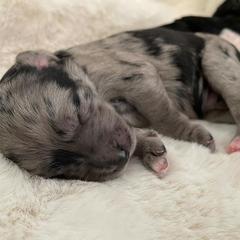 Bordoodle Puppies from Coast Redwoodles