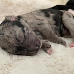 Bordoodle Puppies from Coast Redwoodles