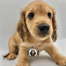 Duke - Cream male Dachshund puppy in Houston, Texas from Texas Regal Dachshunds LLC