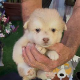 Joey - Merle male Pomsky puppy in Spring Hill, Florida from PDQ Pomskies
