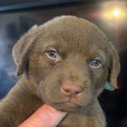 Aqua Collar boy - Sedge male Chesapeake Bay Retriever puppy in Las Vegas, Nevada from Birdsview Chesapeake Kennel