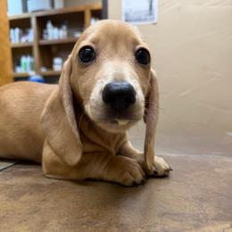 Bandit - Cream male Dachshund puppy in Irving, Texas from DFW Dachshunds by G & S