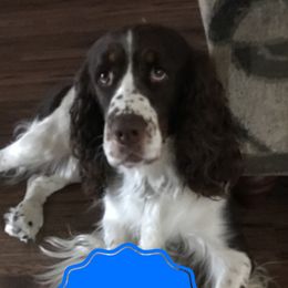 Ruger - English Springer Spaniel