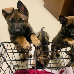 German Shepherd Puppies from Stephanie hoffman german shepherds