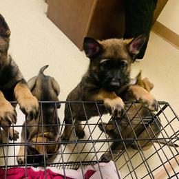 German Shepherd Puppies from Stephanie hoffman german shepherds
