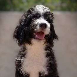 Sorrel - Tri-color Bernedoodle puppy in Mesa, Arizona from Cookies and Cream Doodles