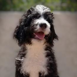 Sorrel - Tri-color Bernedoodle puppy in Mesa, Arizona from Cookies and Cream Doodles