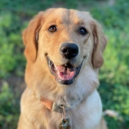 Golden Retrievers from Daisy-Duke Golden Retrievers
