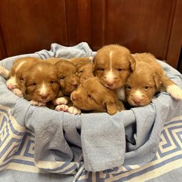 Nova Scotia Duck Tolling Retriever Puppies from Tallyho Tollers