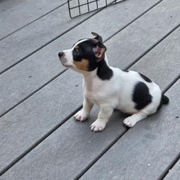 Teddy Roosevelt Terrier Puppies from Cherokeepoint Teddy Roosevelt Terriers
