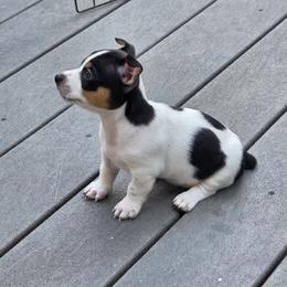 Teddy Roosevelt Terrier Puppies from Cherokeepoint Teddy Roosevelt Terriers