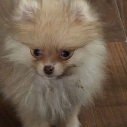 Levi Strauss - Lavender male Pomeranian puppy in El Centro, California from BabyBooPoms