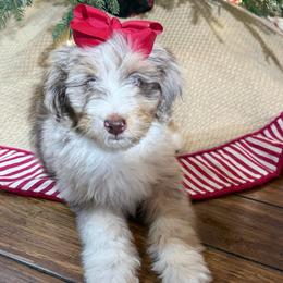 Latte - Red merle female Aussiedoodle puppy in Buffalo, Illinois from Pear Tree Pups