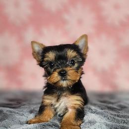 Pup 2 - Black and tan female Yorkshire Terrier puppy in Polk City, Florida from Yorkies by Casey