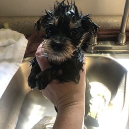 Yorkshire Terrier Puppies from MagnoliaYorkies