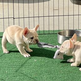 French Bulldog puppies from Vive La Vie Frenchies