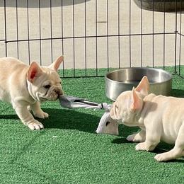 French Bulldog puppies from Vive La Vie Frenchies