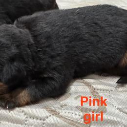Rottweiler Puppies from Von Der Hügelspitze