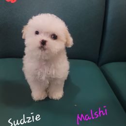 Sudzie - White and tan female Mal-Shi puppy in Bensalem, Pennsylvania from Maltese Momma