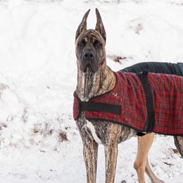 Great Danes from Jaclyn Galusha