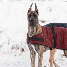 Great Danes from Jaclyn Galusha