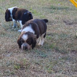 English Springer Spaniel Puppies from Savannah River Springers