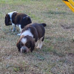 English Springer Spaniel Puppies from Savannah River Springers