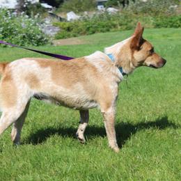 Mini - Australian Cattle Dog