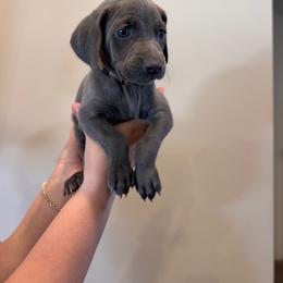 Point - Brown Collar - Blue female Weimaraner puppy in Riverside, Utah from Blue Phantom Kennels