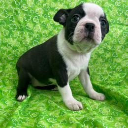 Gladys - Black brindle and white female Boston Terrier puppy in Fillmore, Illinois from Wind Hill Puppies