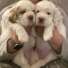 Clumber Spaniel Puppies from Lemontree Clumbers