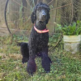 Luna - Labradoodle