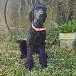 Luna - Labradoodle