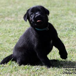 Girl 1 - female Labrador Retriever puppy in Point, Texas from Lakylu Kennels