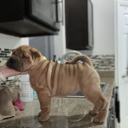 Chinese Shar-Pei Puppies from Sunspire Shar-Pei