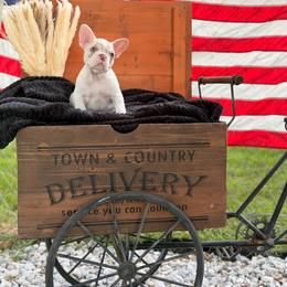 Pied female - Tricolors female French Bulldog puppy in Jefferson City, Missouri from Central Frenchie Haven