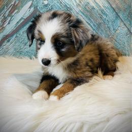 Cowboy - male Miniature Australian Shepherd puppy in Opelika, Alabama from Haden’s Mini Aussies